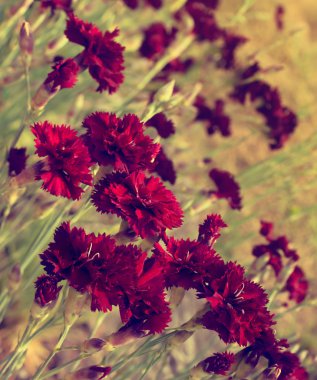 Beautiful dark red carnation flowers (toned) clipart