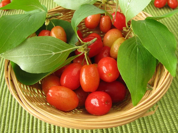 Fruits of cornel — Stock Photo, Image
