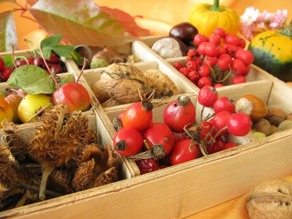 Сбор коробки с грецкими орехами, каштанами и другими осенними фруктами — стоковое фото