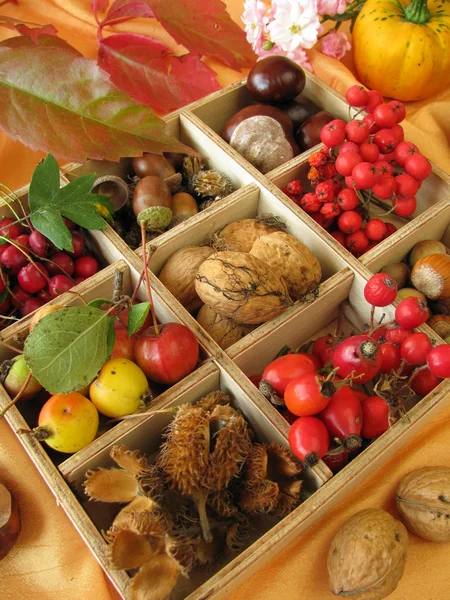 Сбор коробки с грецкими орехами, каштанами и другими осенними фруктами — стоковое фото