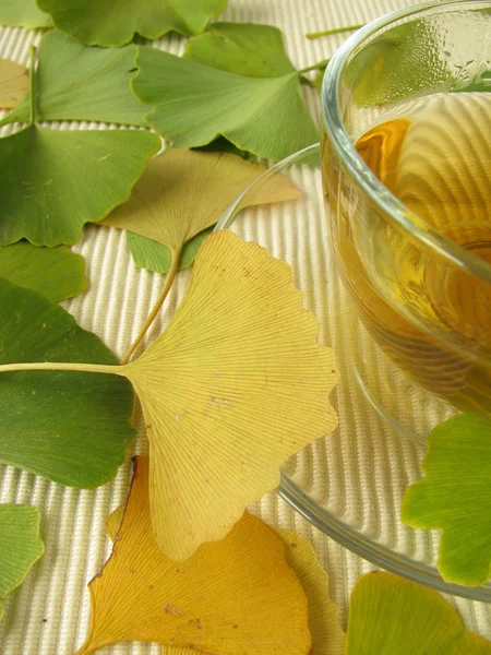 Ginkgo tea — Stock Photo, Image