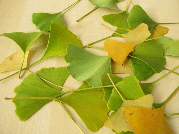 stock image Ginkgo leaves