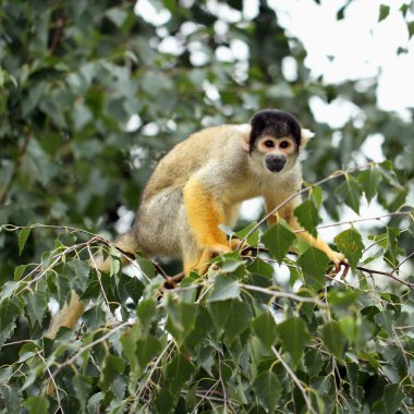 Squirrel monkey clipart