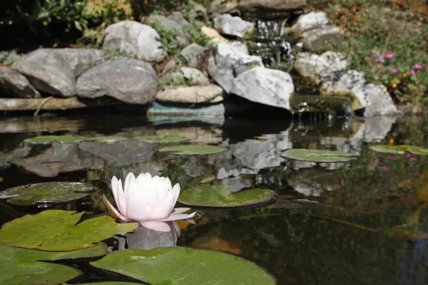 stock image Zen garden