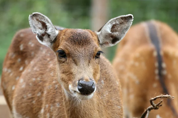 Sika Deer — Stock Photo, Image