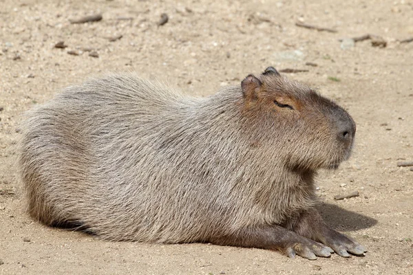 Kapybara — Stockfoto
