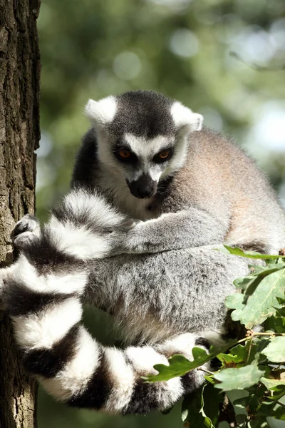 Lemur Kata — Stock fotografie