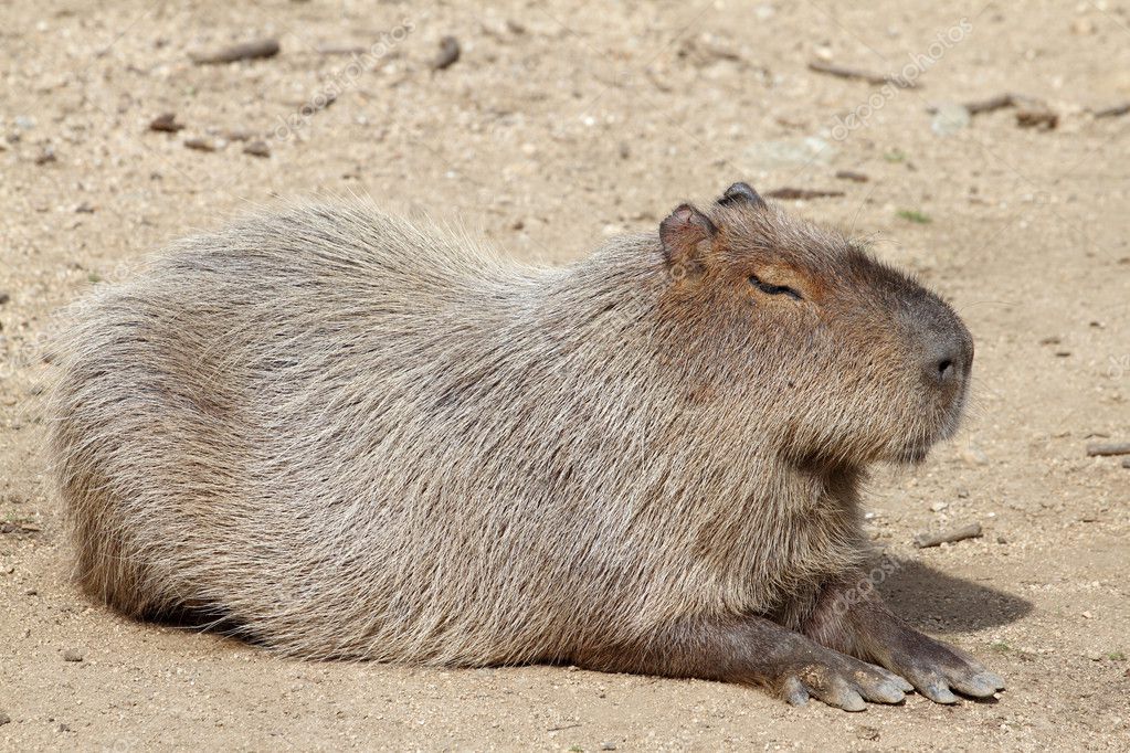 Capybara Download Pdf