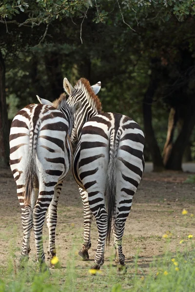 Zebra in dierentuin — Stockfoto