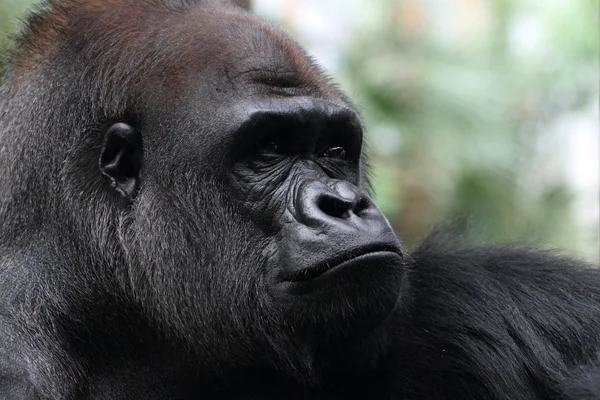 Gorilla — Foto Stock