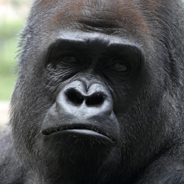 Gorilla — Foto Stock