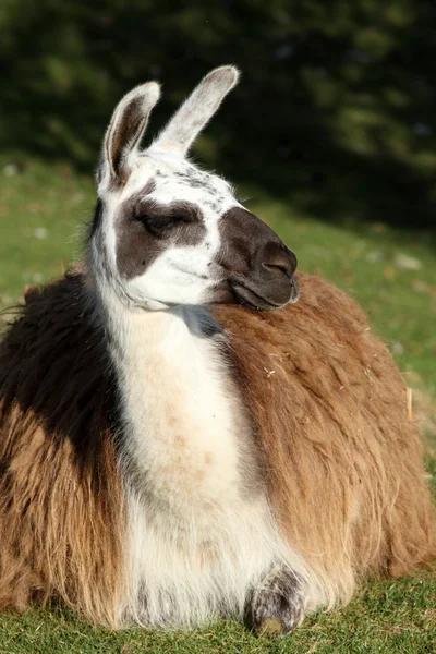 Lamas im Zoo — Stockfoto