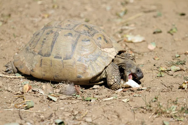 赫尔曼的乌龟 — 图库照片