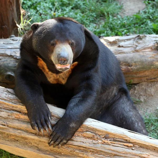 태양 곰 — 스톡 사진