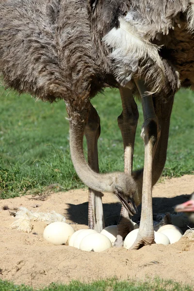 Avestruzes e ovos — Fotografia de Stock