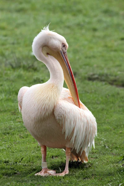 Great White Pelican — Stock Photo, Image