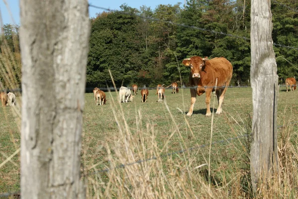 Cows on field — Stock Photo, Image