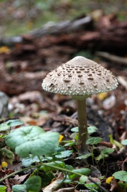 Macrolepiota procera