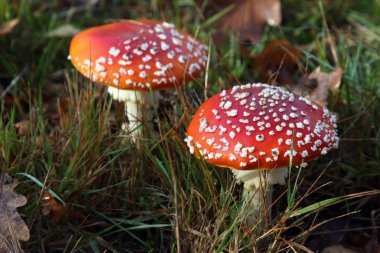 Fly agaric clipart