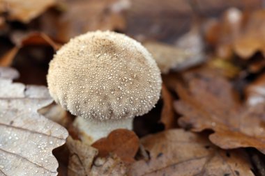 Lycoperdon perlatum