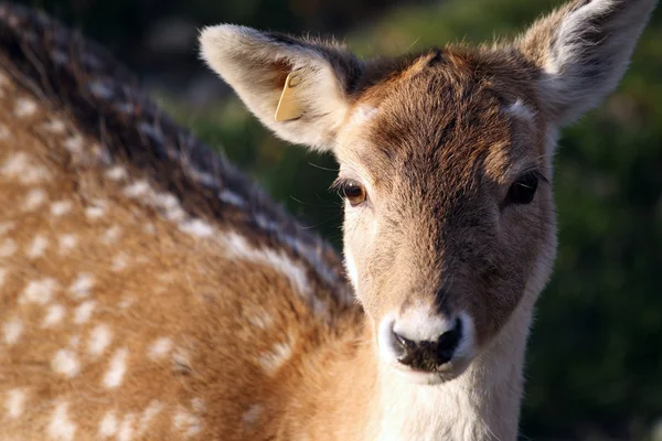 Fallow Deer — Stock Photo, Image