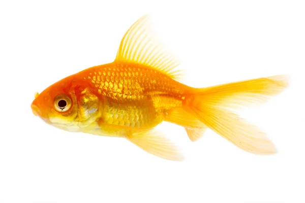 stock image Gold Fish