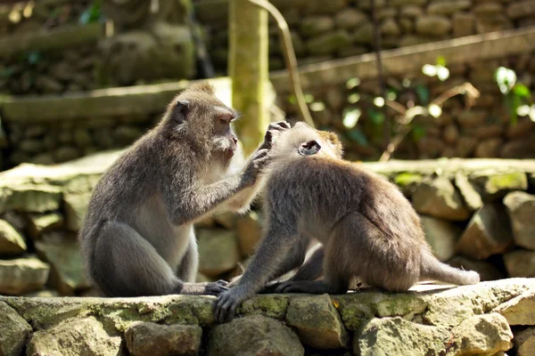 stock image Two monkeys