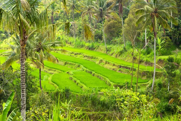 stock image Rice terraces