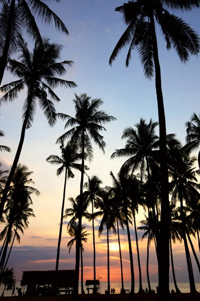 Palm tree naplemente — Stock Fotó