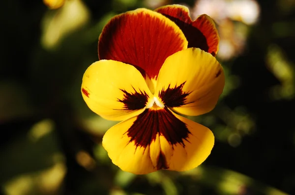 stock image Flower