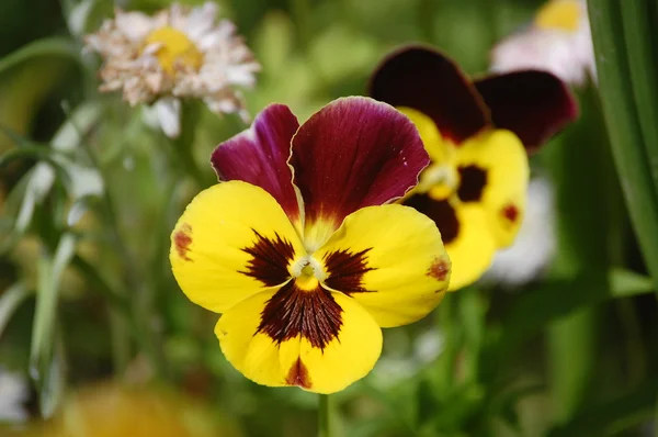 stock image Flowers