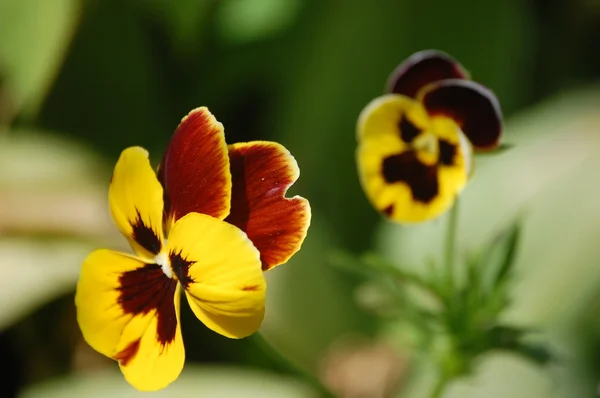 stock image Flowers