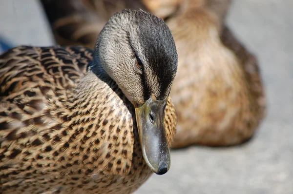 stock image Head of duck