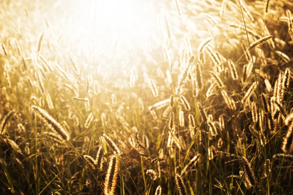 Grass in the sun — Stock Photo, Image