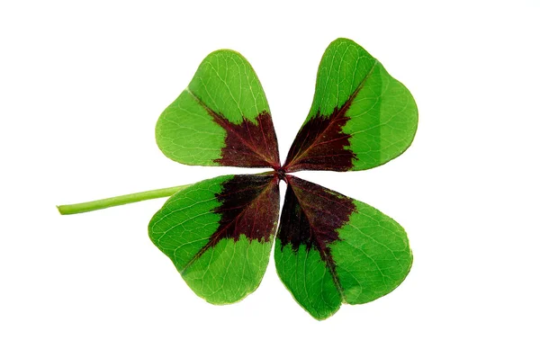 stock image Clover isolated on white