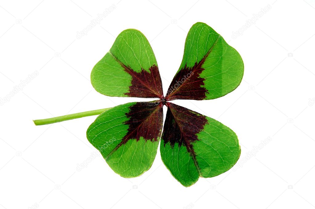 Clover isolated on white