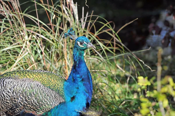 stock image Peacock