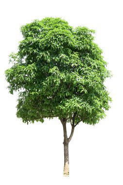 Osmanthus tree clipart