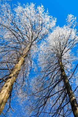 Cedar hoarfrost ile