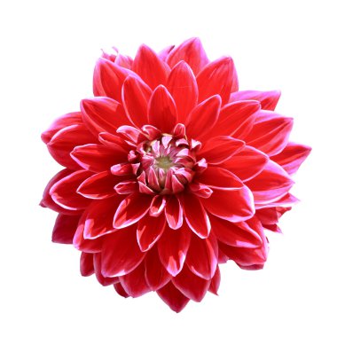 Red dahlia flower clipart