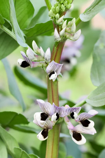 stock image Broad bean flower