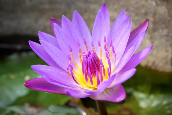 Пурпурная водяная лилия — стоковое фото