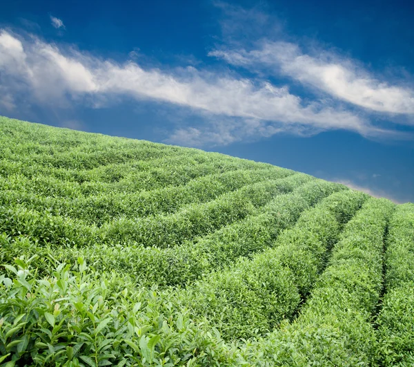 Tea ültetvény a domboldalon: — Stock Fotó