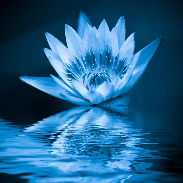 Lys d'eau bleue — Photo
