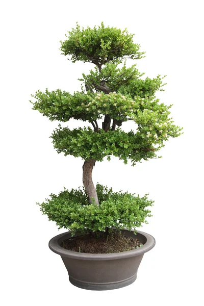 Omeleiro-de-bonsai — Fotografia de Stock