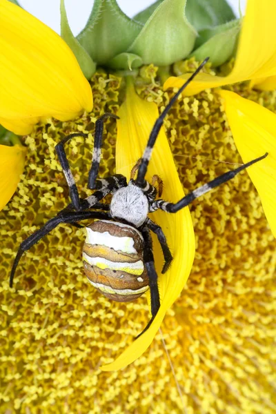 Araña argiope rayada — Foto de Stock