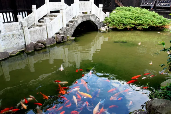 Çin sazan balık suda — Stok fotoğraf
