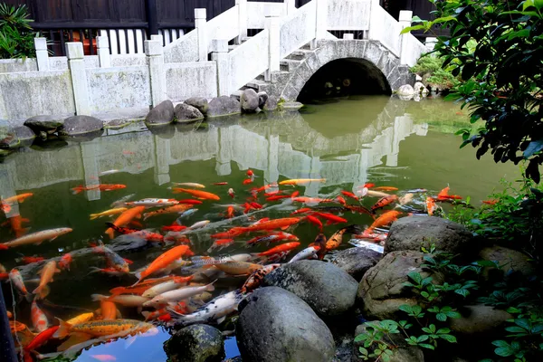 stock image Koi in the pond