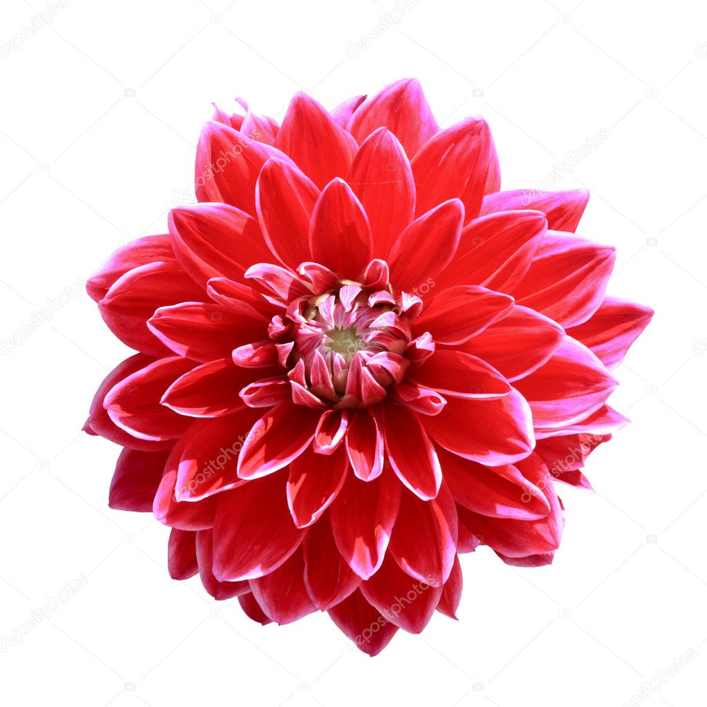 Red dahlia flower