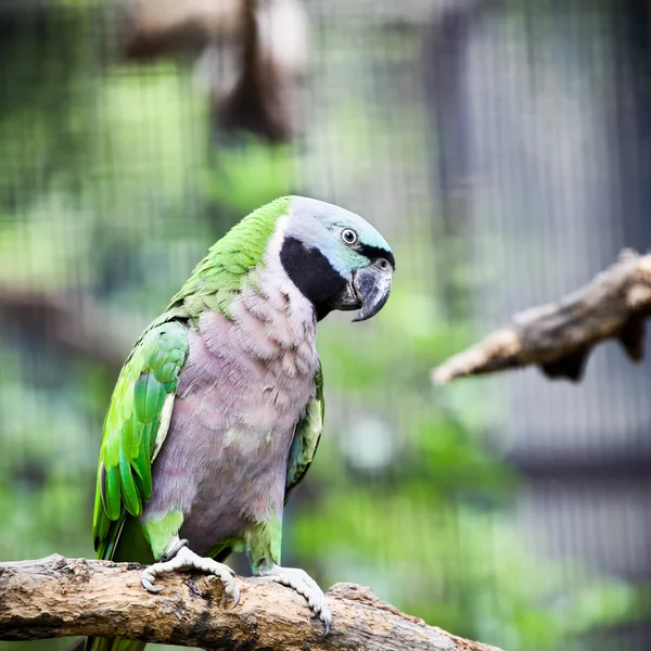 Perroquet vert — Photo